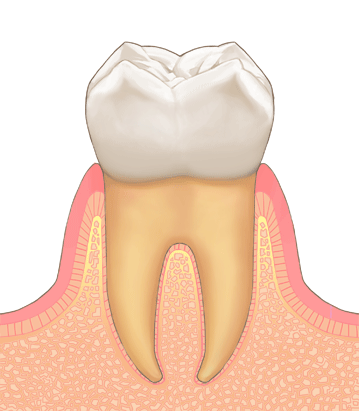 健康な歯茎
