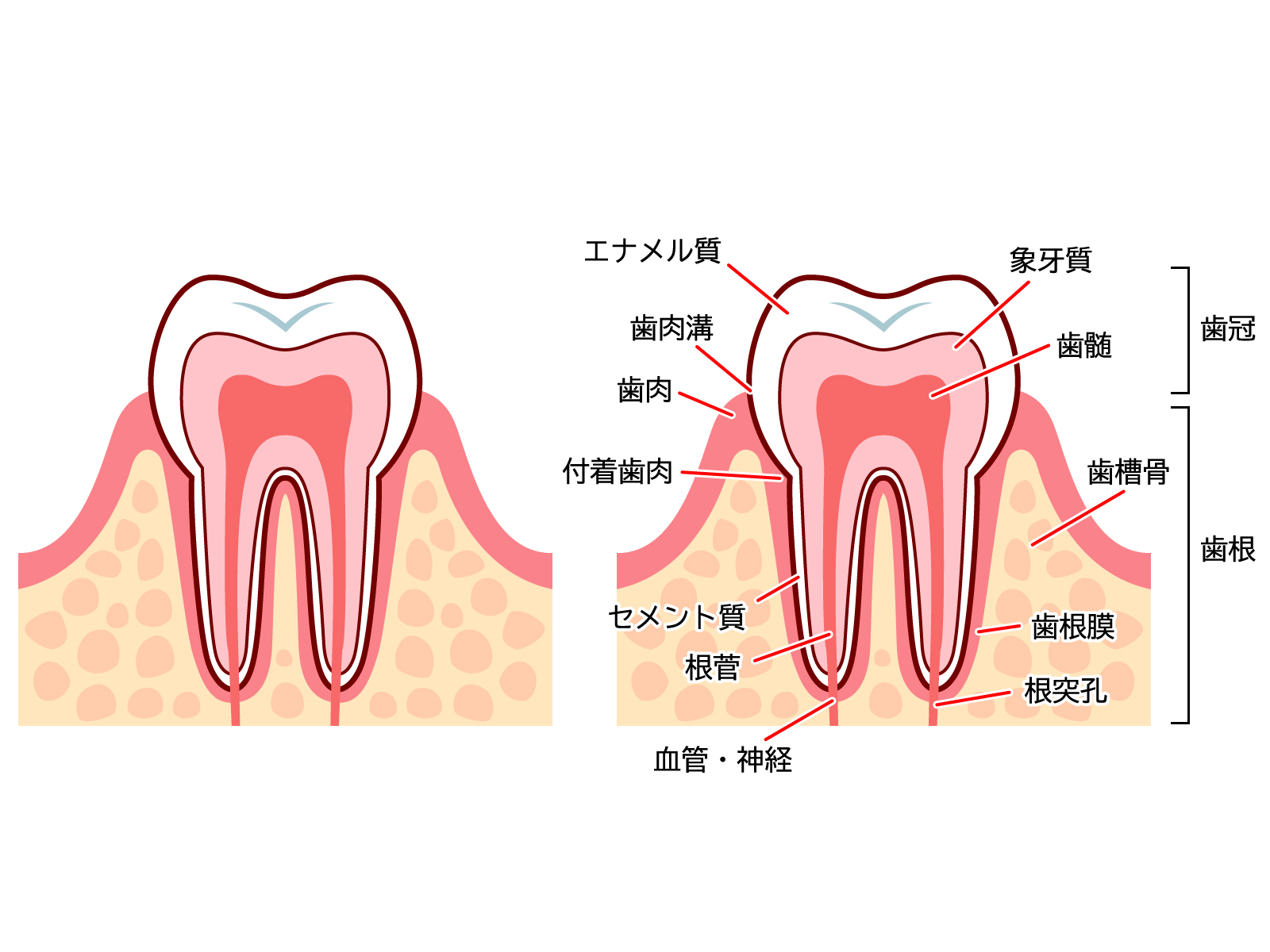 歯髄